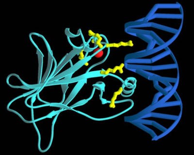 p53 core domain bound to DNA