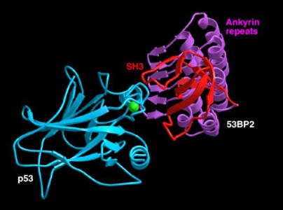 53BP2 bound to the core domain of p53