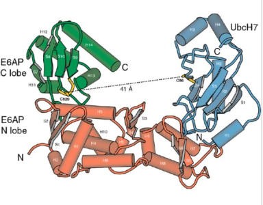Complex between E6AP (E3) and UbcH7 (E2) proteins