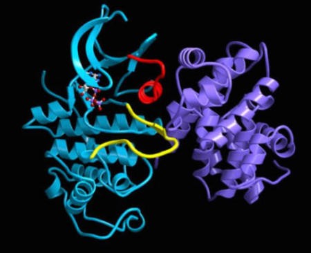 CyclinA-Cdk2 Complex
