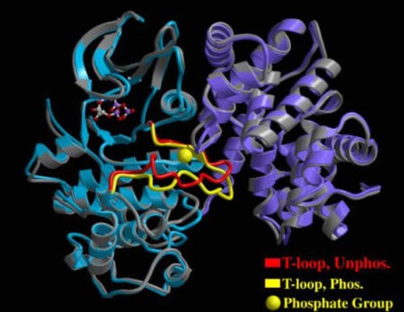 CyclinA-Cdk2, phosphorylated on Thr160