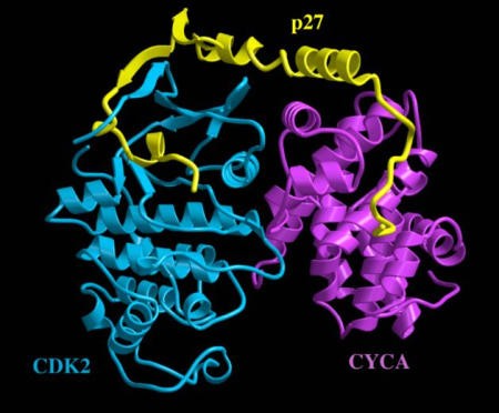 p27(Kip1)-CyclinA-Cdk2 Complex