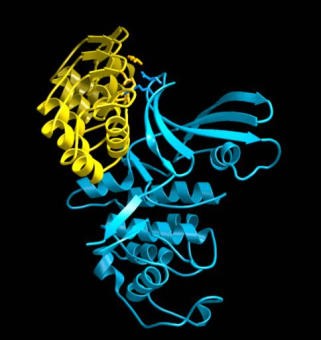 p19 (INK4d)-Cdk6 Complex
