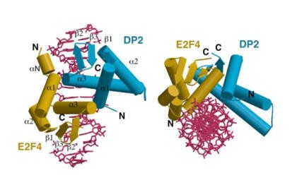 E2F4/DP2 Dimer