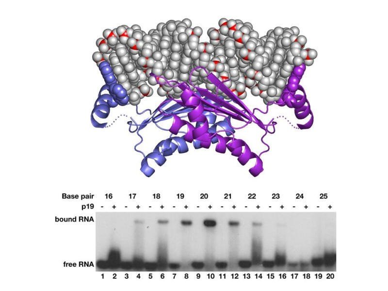 Viral p19 Protein Measures siRNA Length