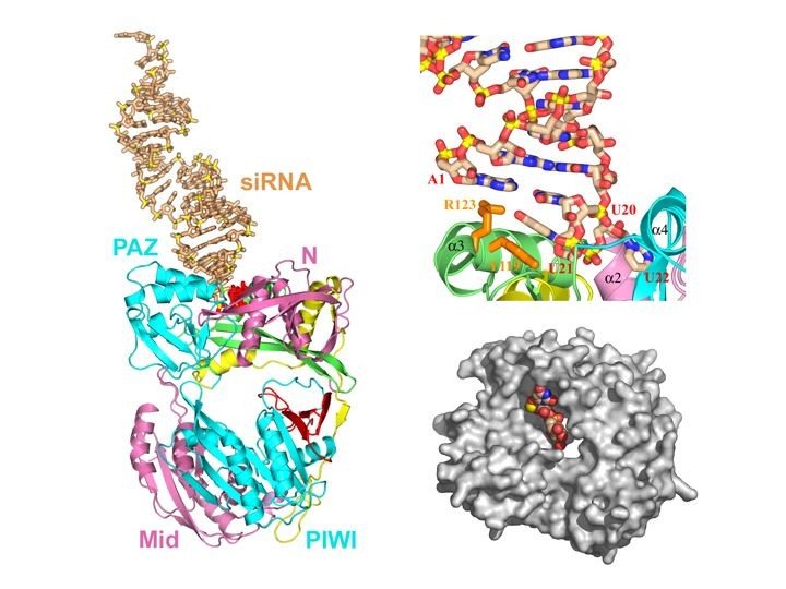 Argonaute Complex with Externally Bound siRNA