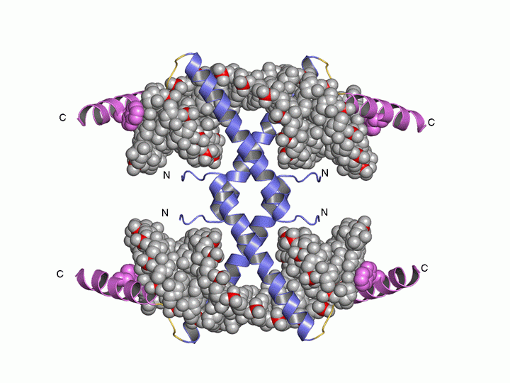 Viral 2b Protein Sequesters siRNA Duplexes