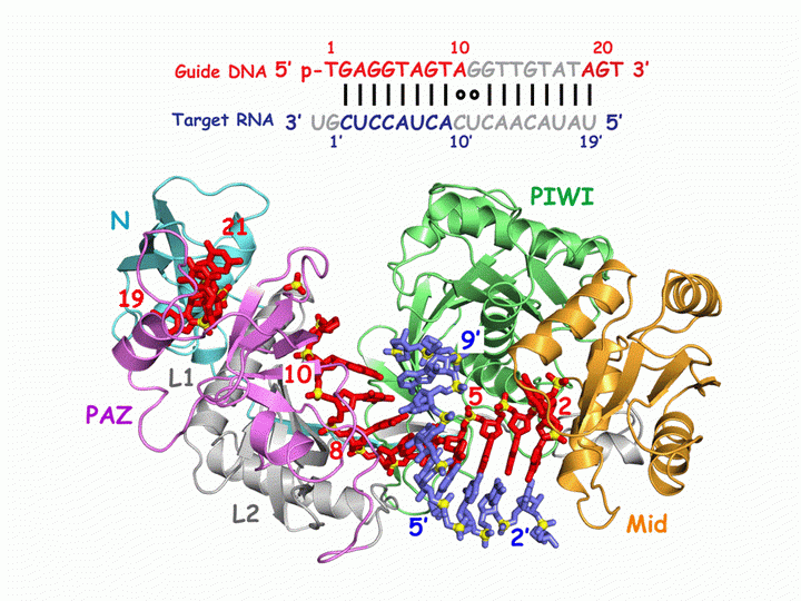 Ternary Argonaute Silencing Complex Containing Guide-Target Duplex Spanning the Seed Segment