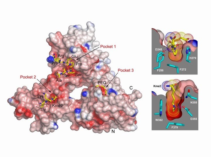 Lower Lysine Methylation State-specific Readout by MBT Repeats of L3MBTL1