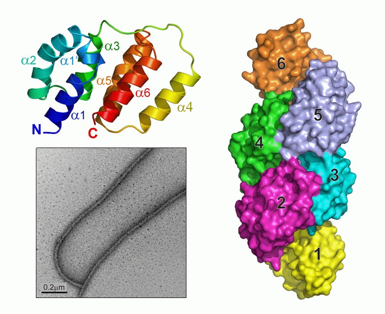 Tas3 C-terminus Alpha Motif Mediates RITS cis-Spreading and Promotes Heterochromatic Gene Silencing