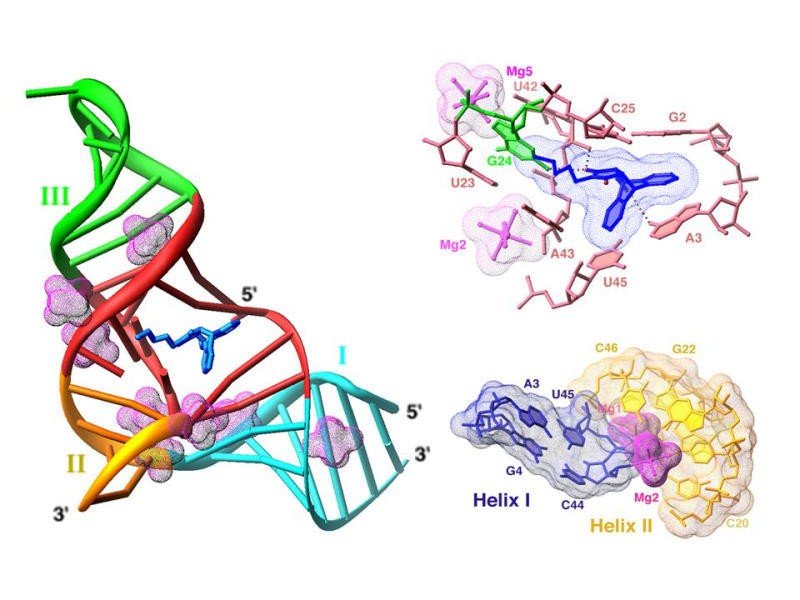 Diels-Alder Ribozyme