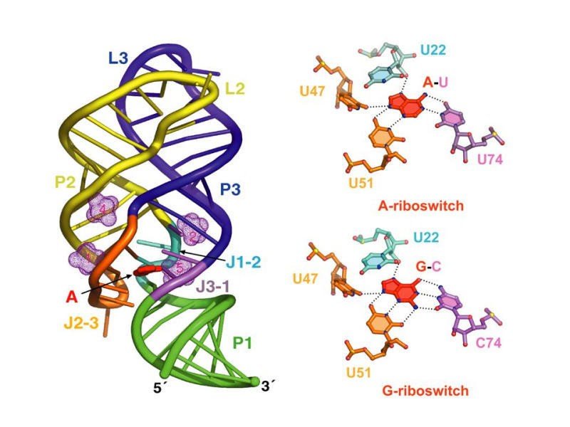 Purine Riboswitches