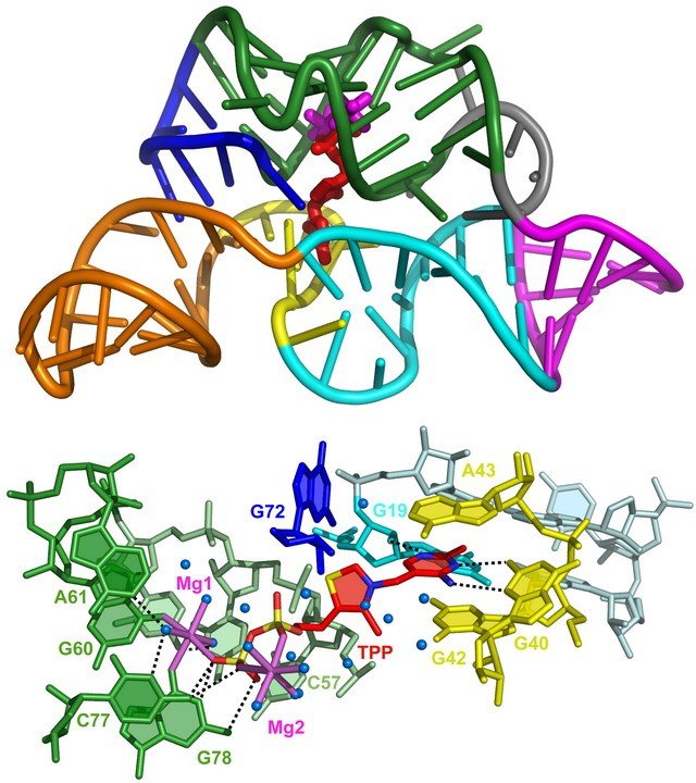 Thiamine Pyrophosphate Riboswitch