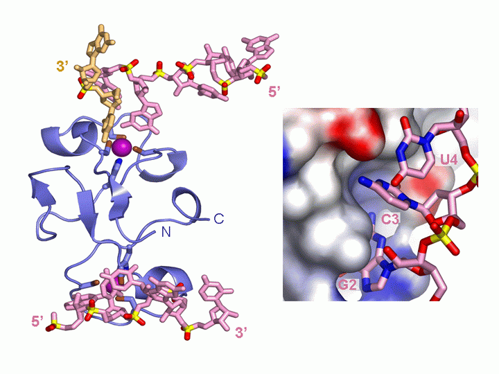 Recognition of pre-mRNA GC Elements by Tandem Zinc Finger Domains of Muscleblind-Like Protein MBNL1