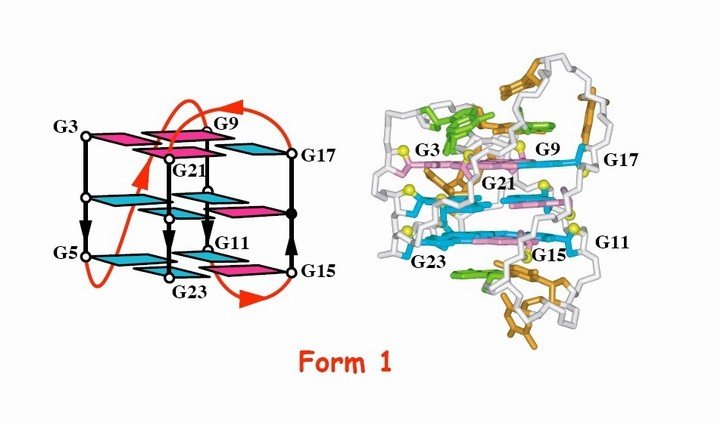Four-Repeat Human Telomere forms (3+1) G-Quadruplex in K+ solution