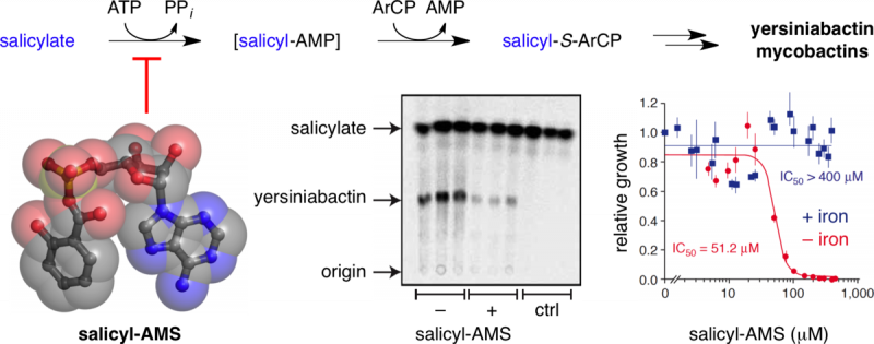 NCB 2005e graphical abstract, Nature Chemical Biology