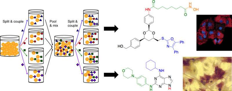 NCB 2005i graphical abstract, Nature Chemical Biology