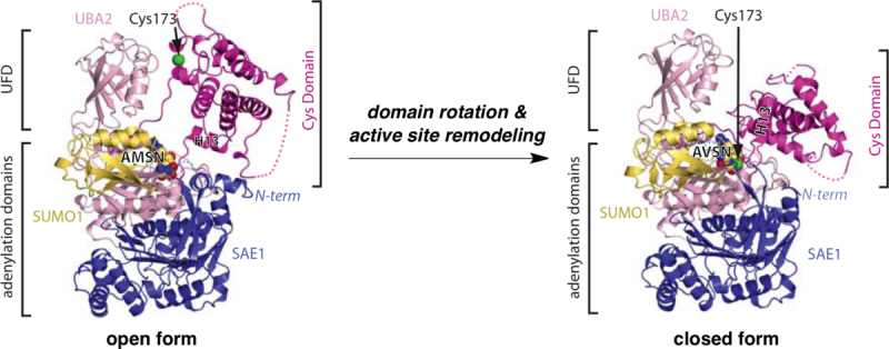 NAT 2010 graphical abstract, Nature