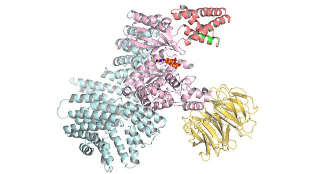 Pictured: Three-dimensional structure of the protein mTOR