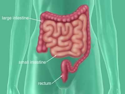Lower GI Tract