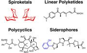 Diversity-Oriented Synthesis and Rational Drug Design for Chemical Biology and Drug Discovery Research in the Tan Laboratory