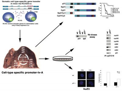 The RCAS/Tv-A model combined with knockout mice allows us to carry out structure-function analysis and link biochemical and cellular changes directly to the phenotype of interest. Combining the RCAS/Tv-A system with the concept of rescuing phenotype in null mice allows us to use structure-function analysis to probe how proteins participate in tumor development.