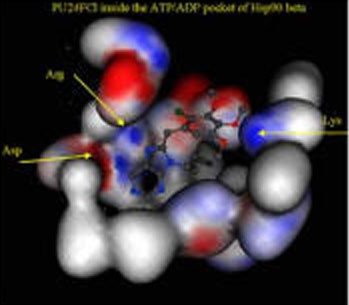 Computer model of PU24F-Cl bound to the N-terminal of Hsp90beta.