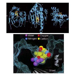 Crystal structure of geldanamycin bound to Hsp90.