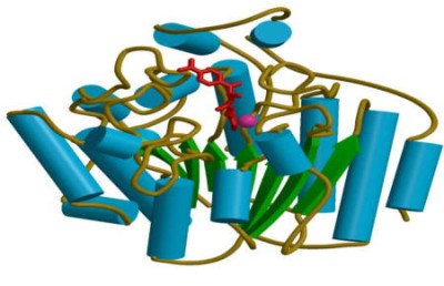 Histone deacetylase-like protein from Aquifex aeolicus in complex with the inhibitor TSA