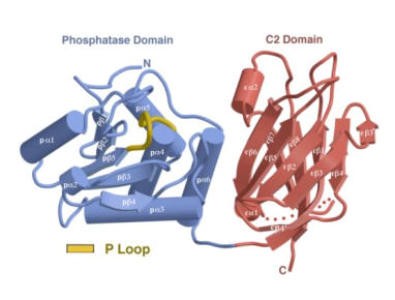 PTEN tumor suppressor