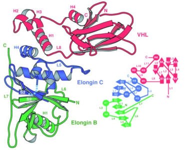 VHL complex with ElonginB and ElonginC