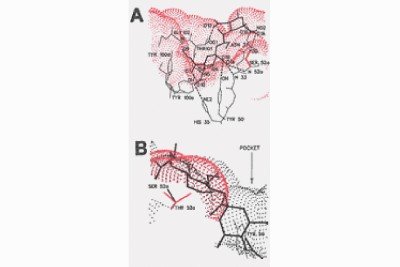 A model of the antigen-binding pocket of the R24 monoclonal antibody. This antibody has been used to treat patients with metastatic melanoma.