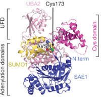 diversity oriented synthesis, rational drug design, and chemical biology research