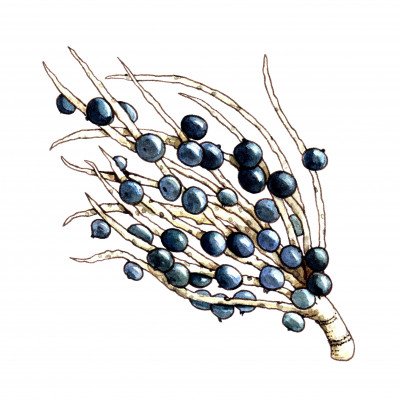 Acai Berry