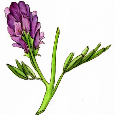 Alfalfa