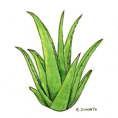 Aloe vera