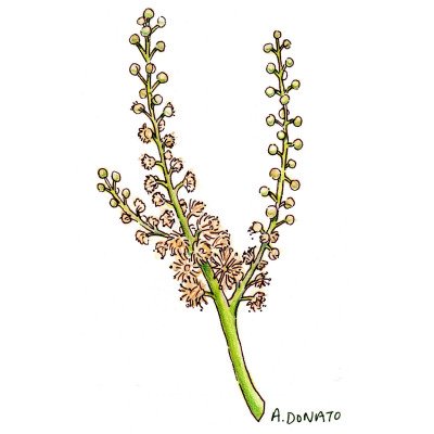 Black Cohosh