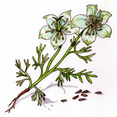 Nigella sativa