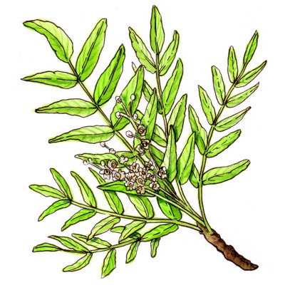 Boswellia