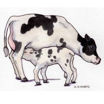 Bovine Colostrum