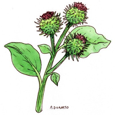 Burdock