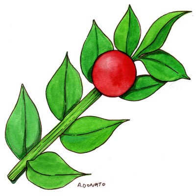 Butcher's Broom