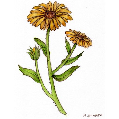 Calendula
