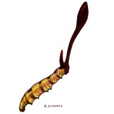 Cordyceps