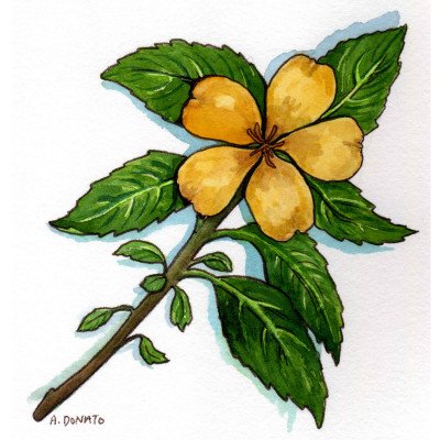 Damiana
