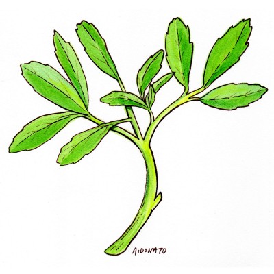 Fenugreek
