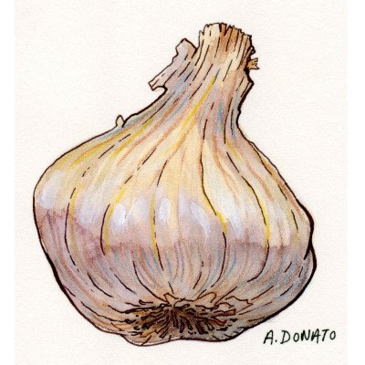 Garlic