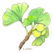 Ginkgo