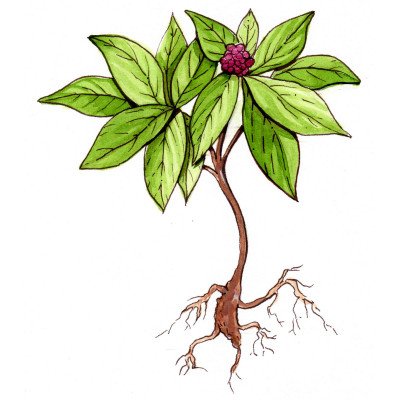 Ginseng (American)