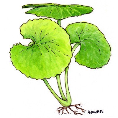Gotu Kola